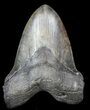Huge, Megalodon Tooth - South Carolina #42231-1